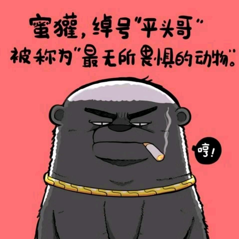 豫南小哥