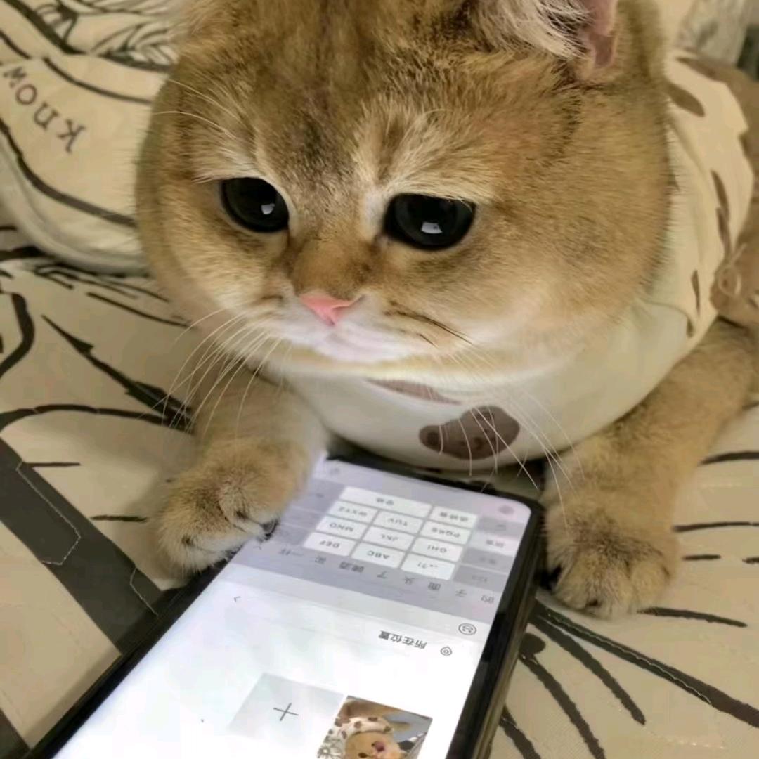 古贝造型