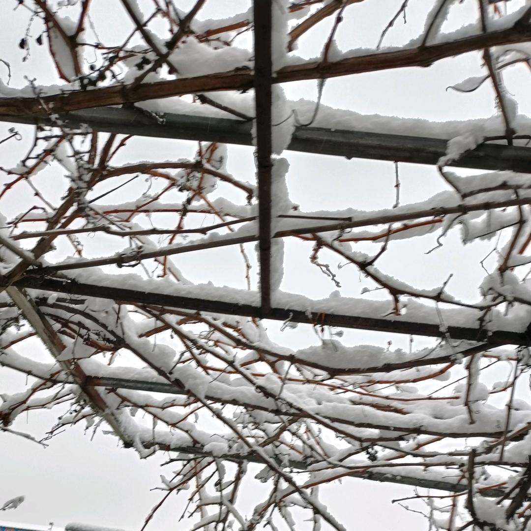 香烟加槟榔A朱哥