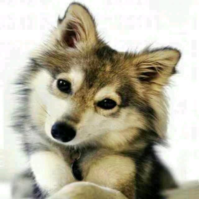 大板斯巴达汽车改装升级