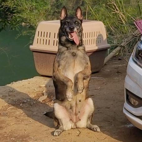 小布养马犬🐶