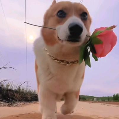 摆烂