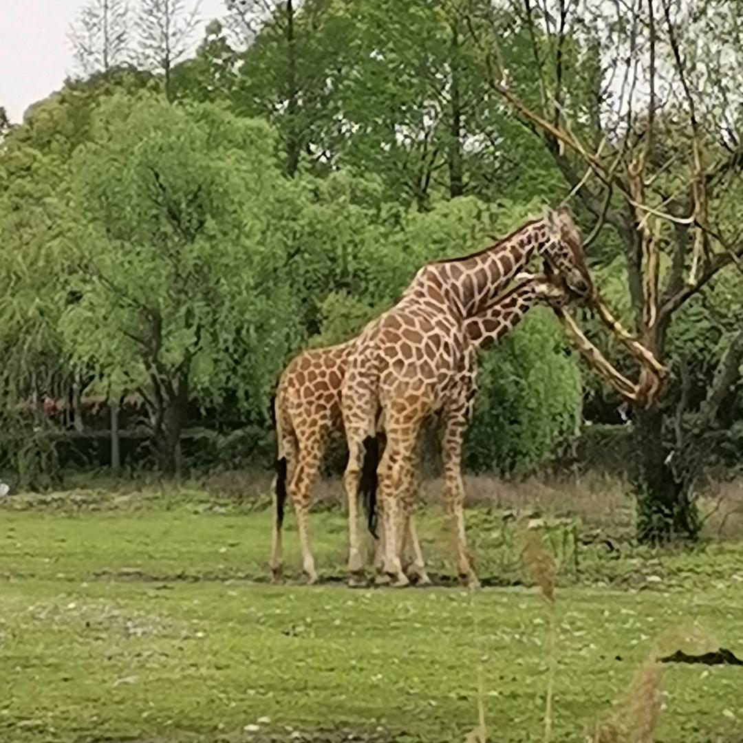 BBY