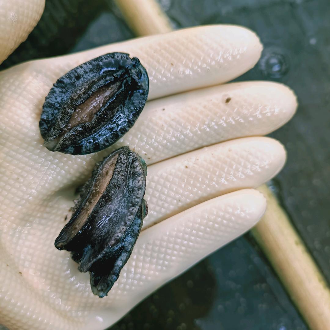 小卓🌹鲍鱼苗中介✌🏻