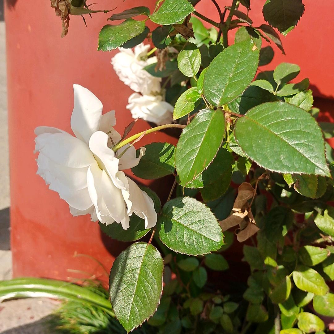 夏虫