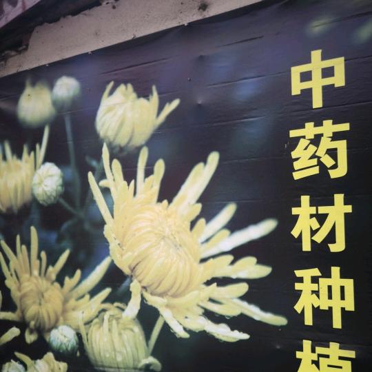 四川中药材产区种植加工