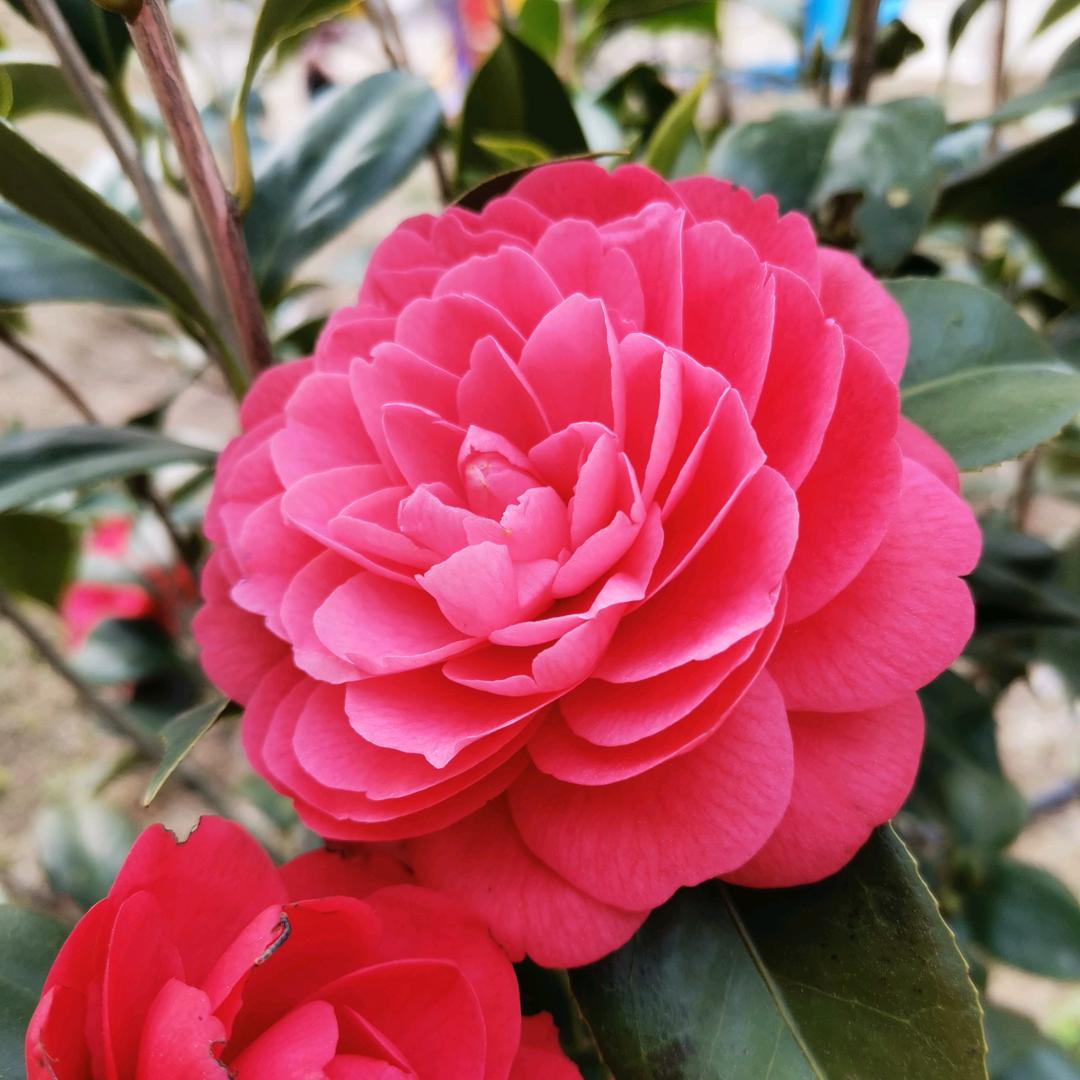 霞浦房产徐花花
