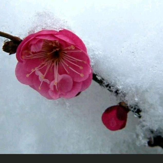 好人一生平安。