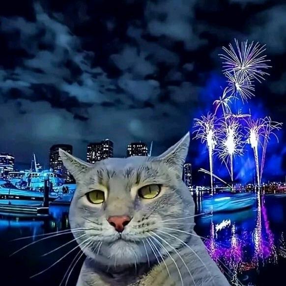 孤猫