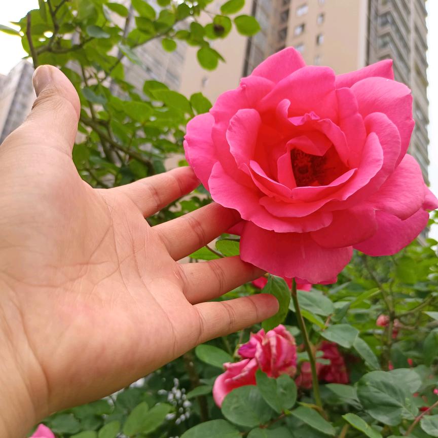 西伯利亚羊