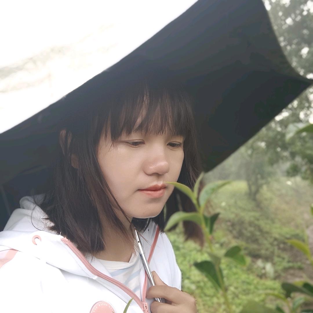 邦崴姑娘的古茶园(千年古树茶)