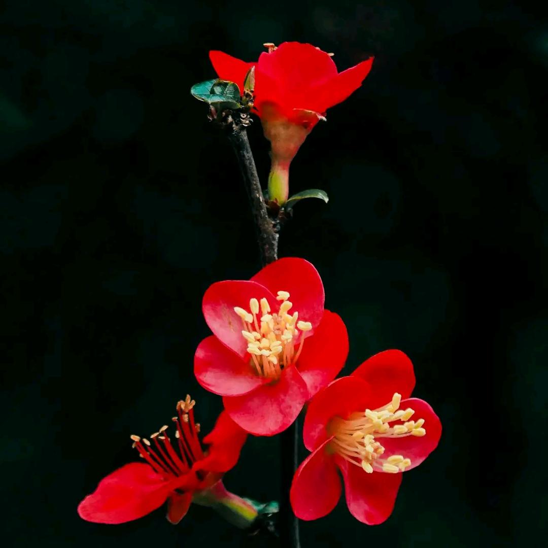 CYH