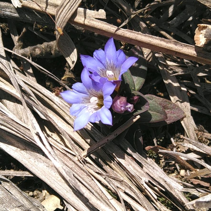 努力涂墙的阿丹呀