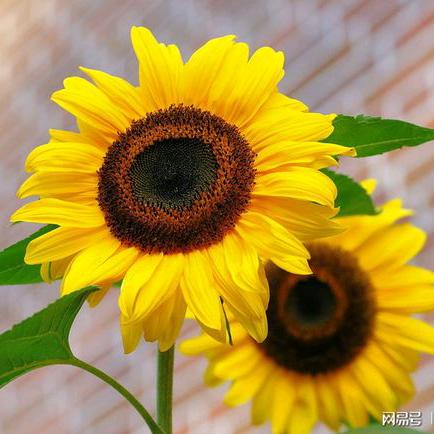 似有若無，许我安