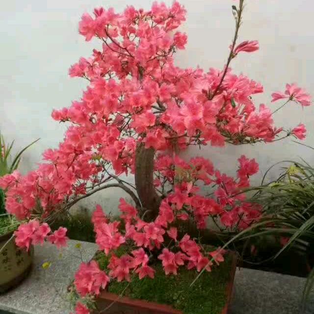青山绿水^O^