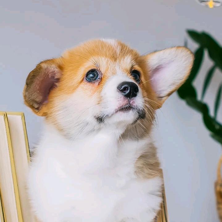 🥀ঞ念念不王肖可爱₅₂₀💞࿐