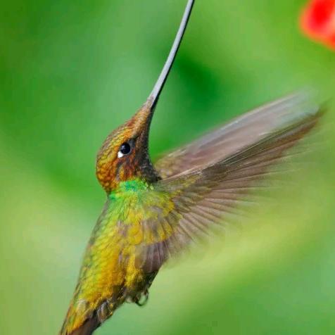 金车饰汽车用品014466