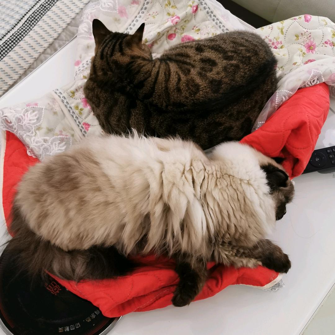 🌈雪花花不喝啤酒（减肥版）