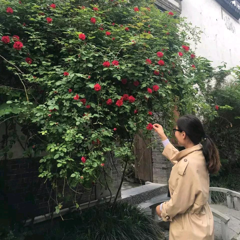 乐媛