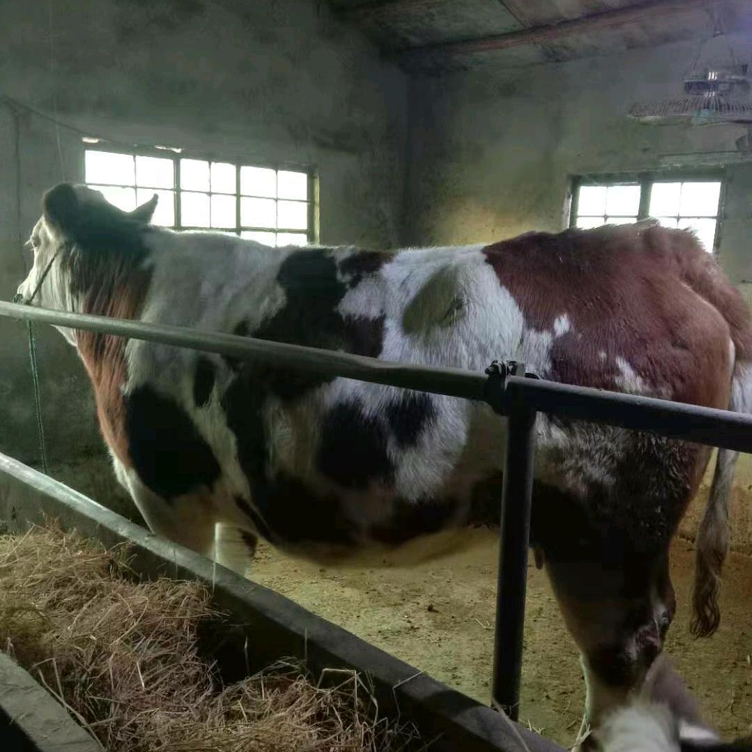 江苏连云港灌云王三家禽养殖