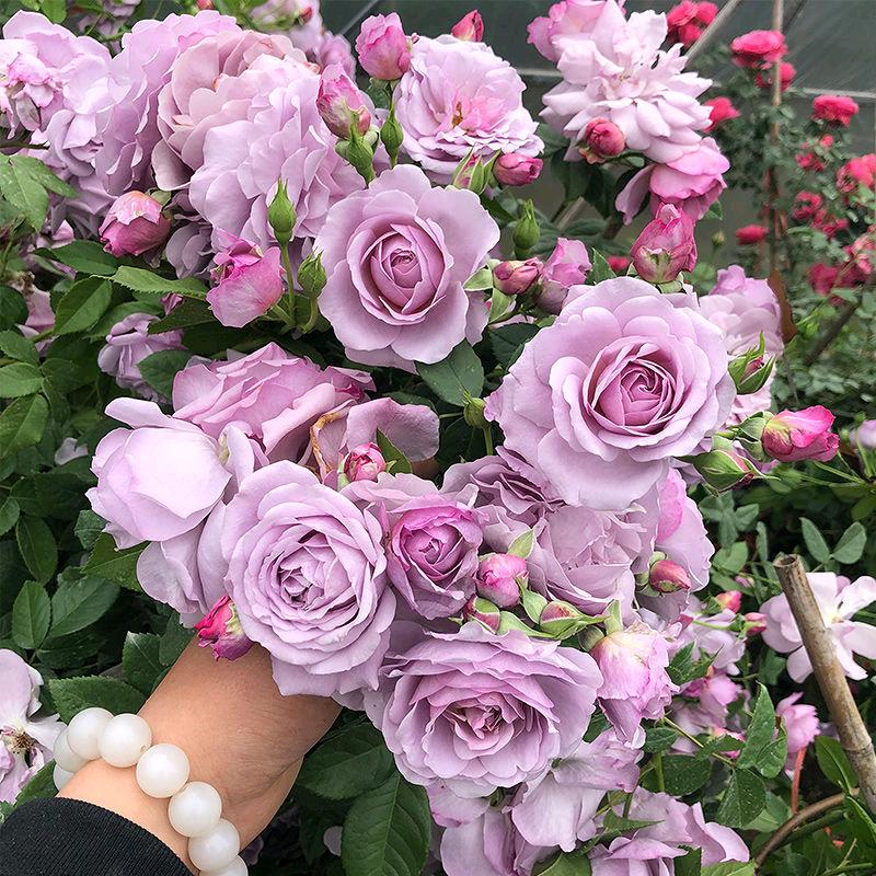 格彬花卉