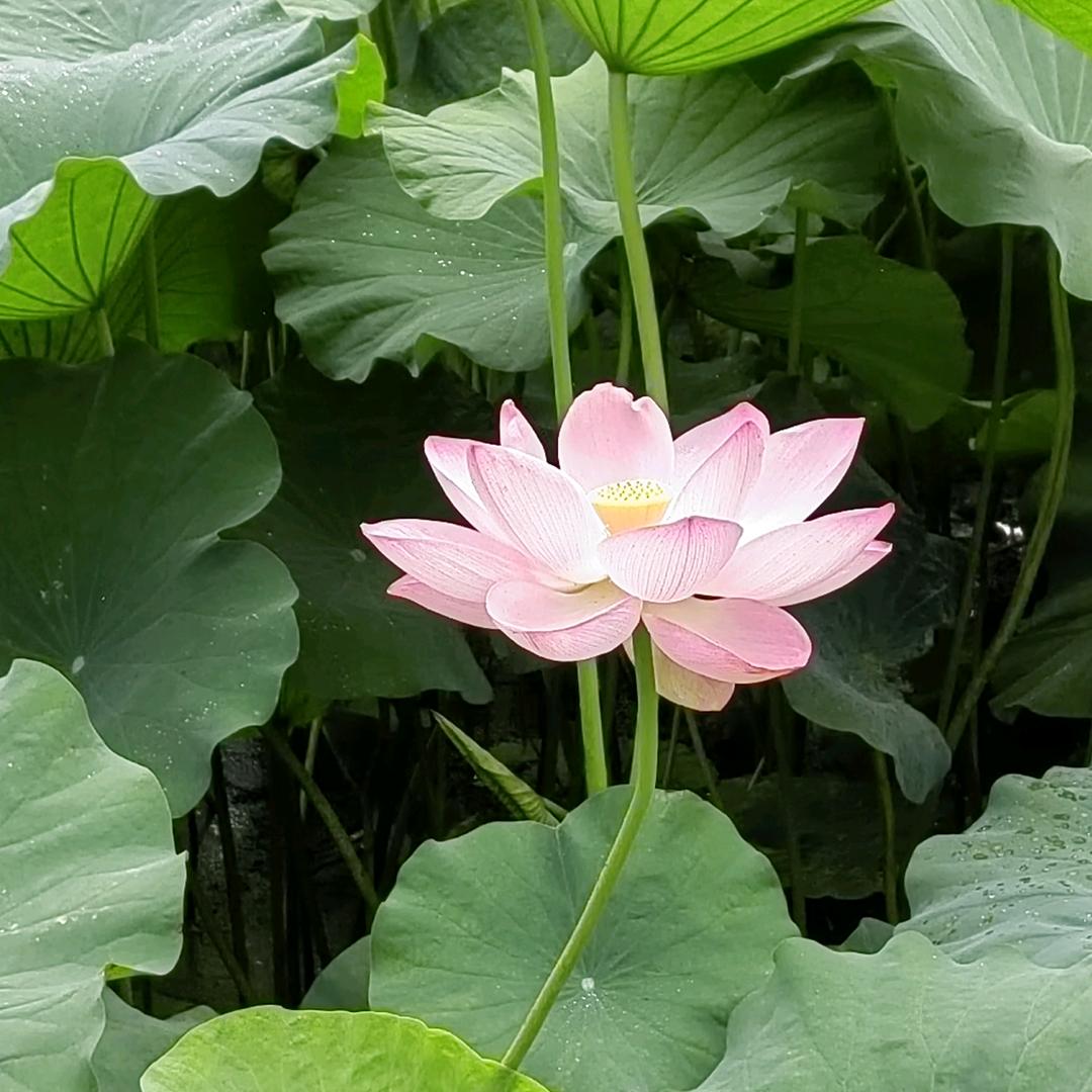 花香满园姐姐