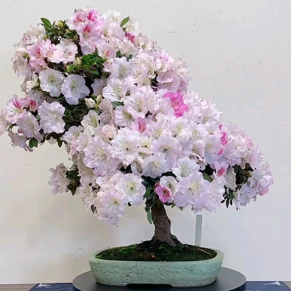 半暖夏半倾城