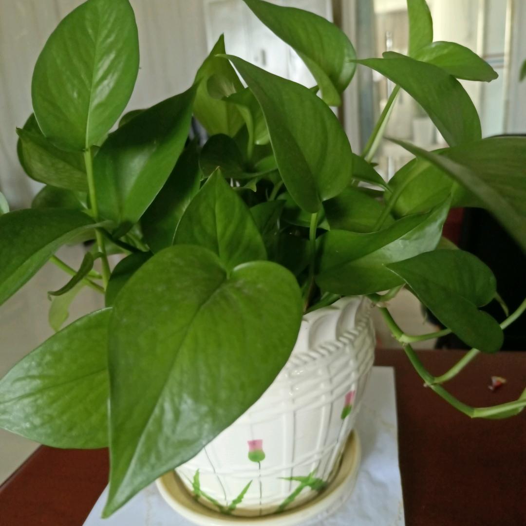 随缘🌹🌹🌹（拒绝连麦）