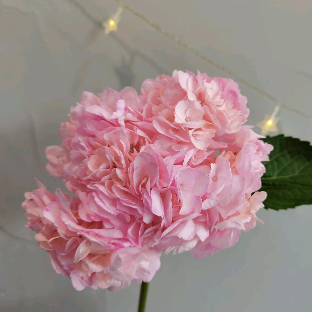 花的幂次方