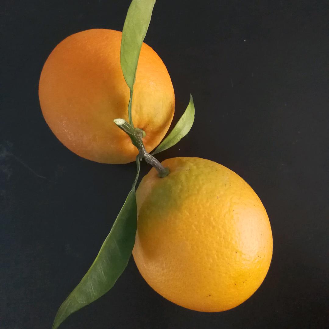 海丽🍊