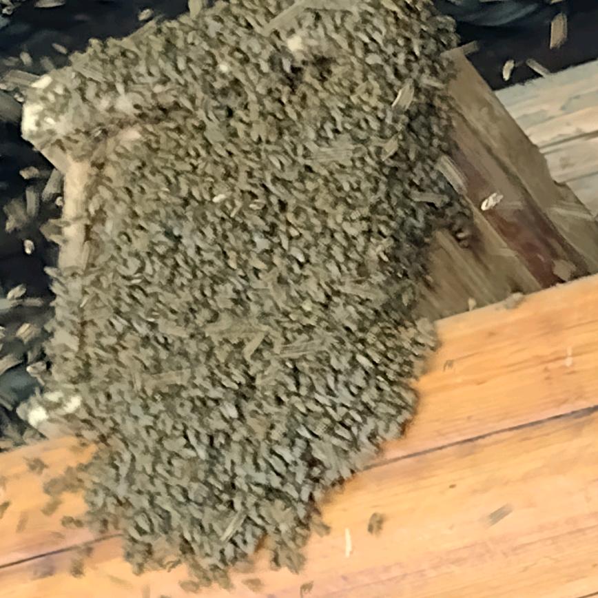 天天有我才好，要土蜂蜜的联系我