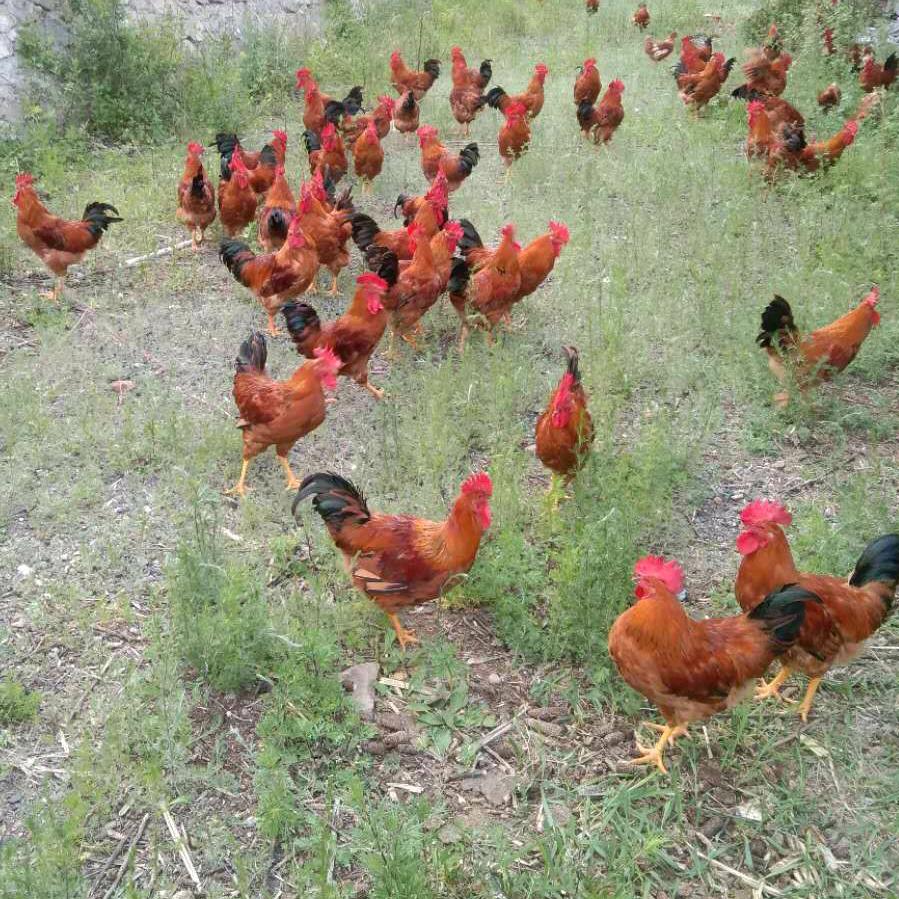 荣福种养殖合作社