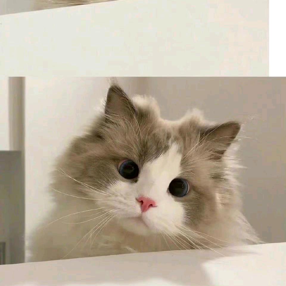 Y..