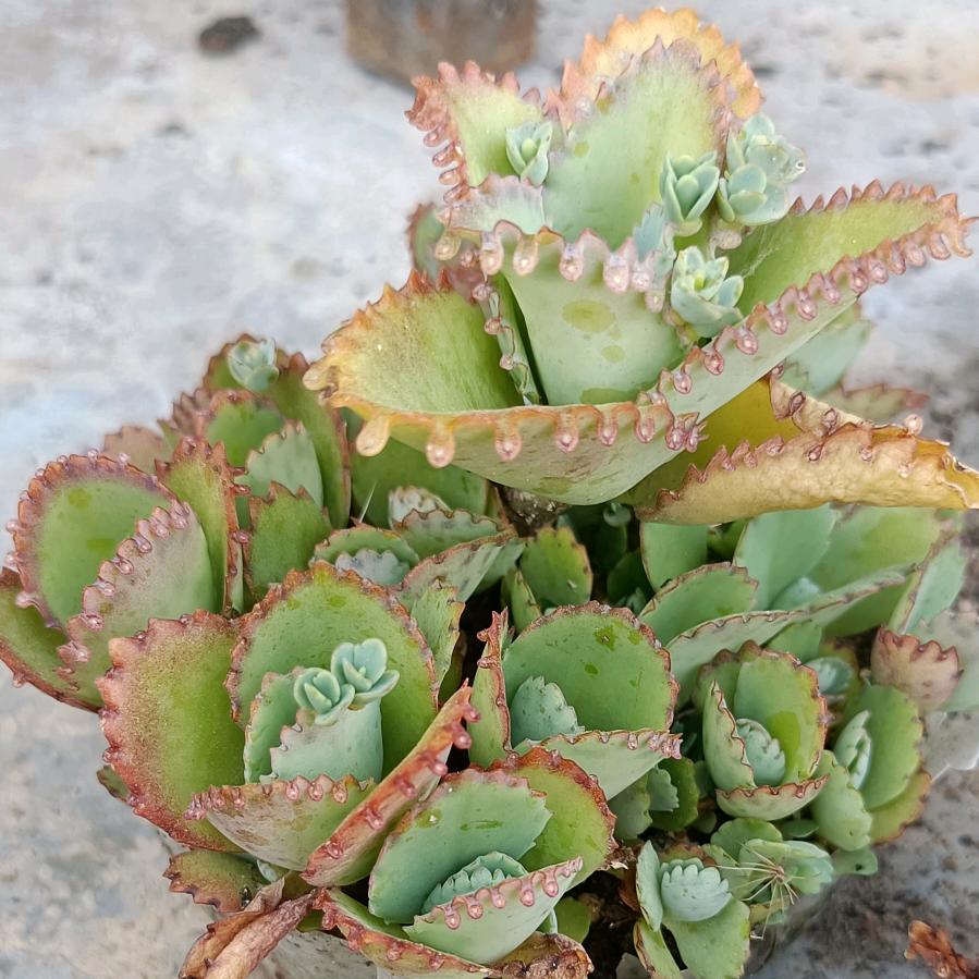 爆走的小笼虾