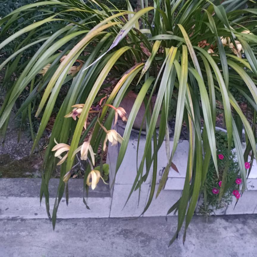 小愿农资科学助农