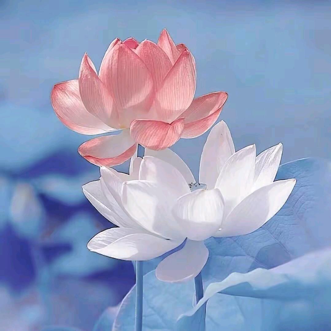 心如止水鉴常明