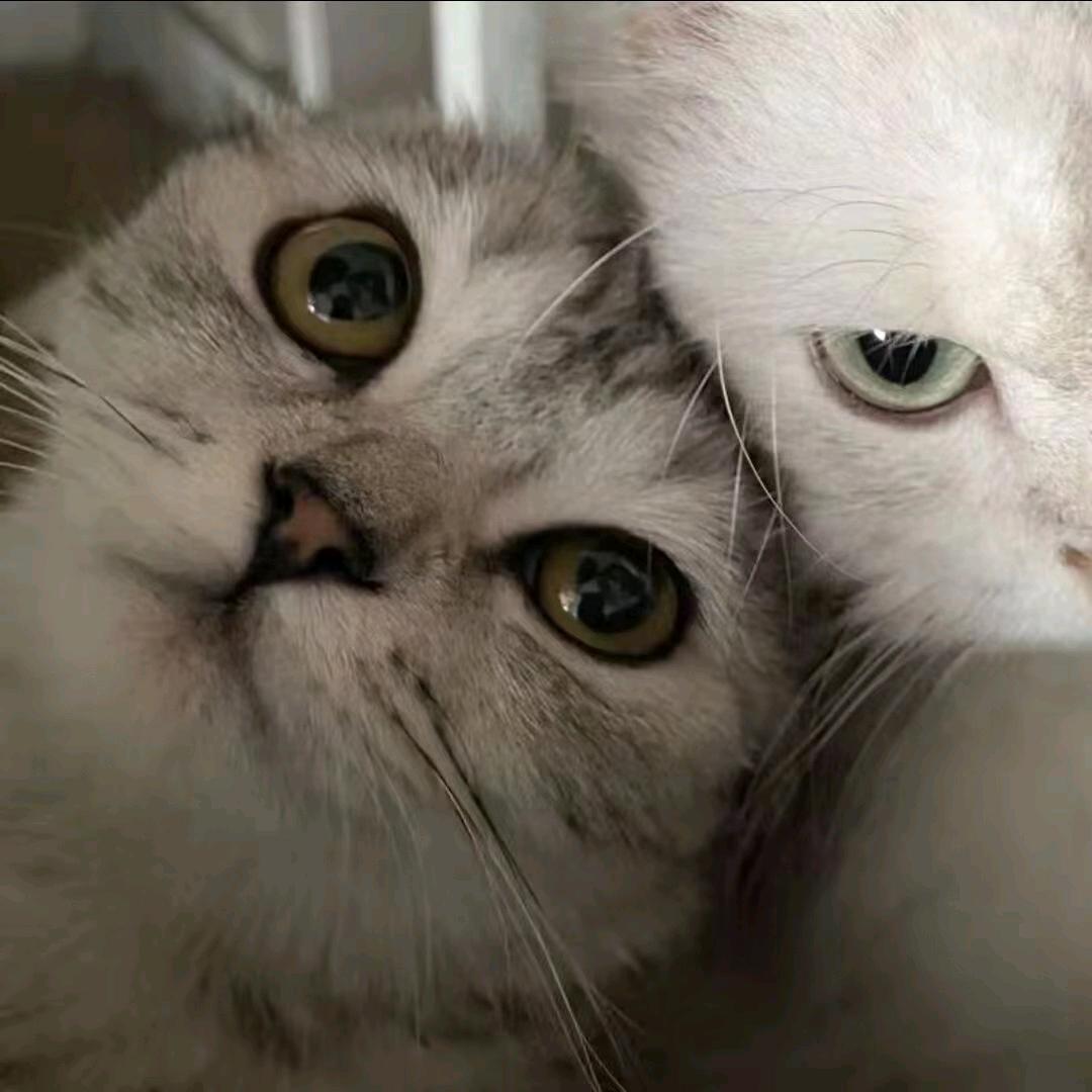 一只猪