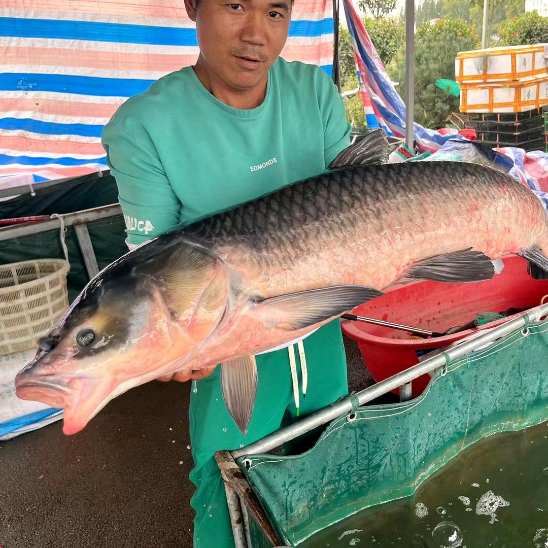 驻马店市瀛泉水产（俊哥）