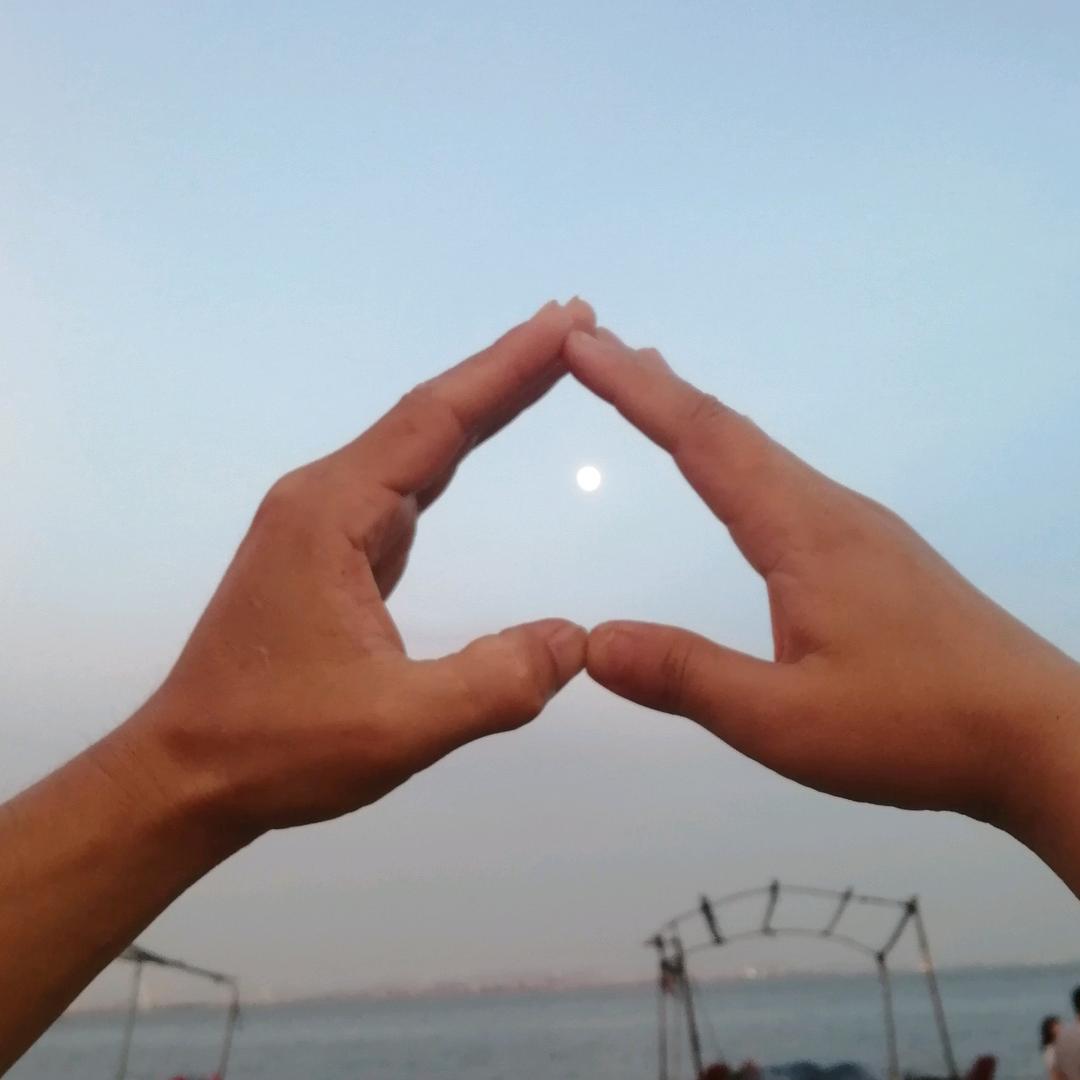 沧海紫风铃