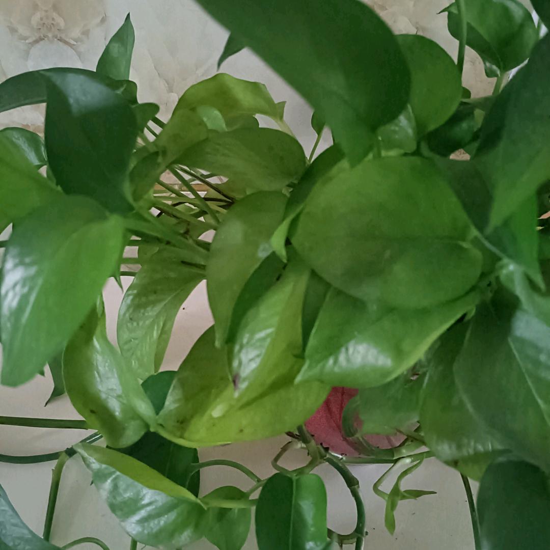 回忆也只能是回忆