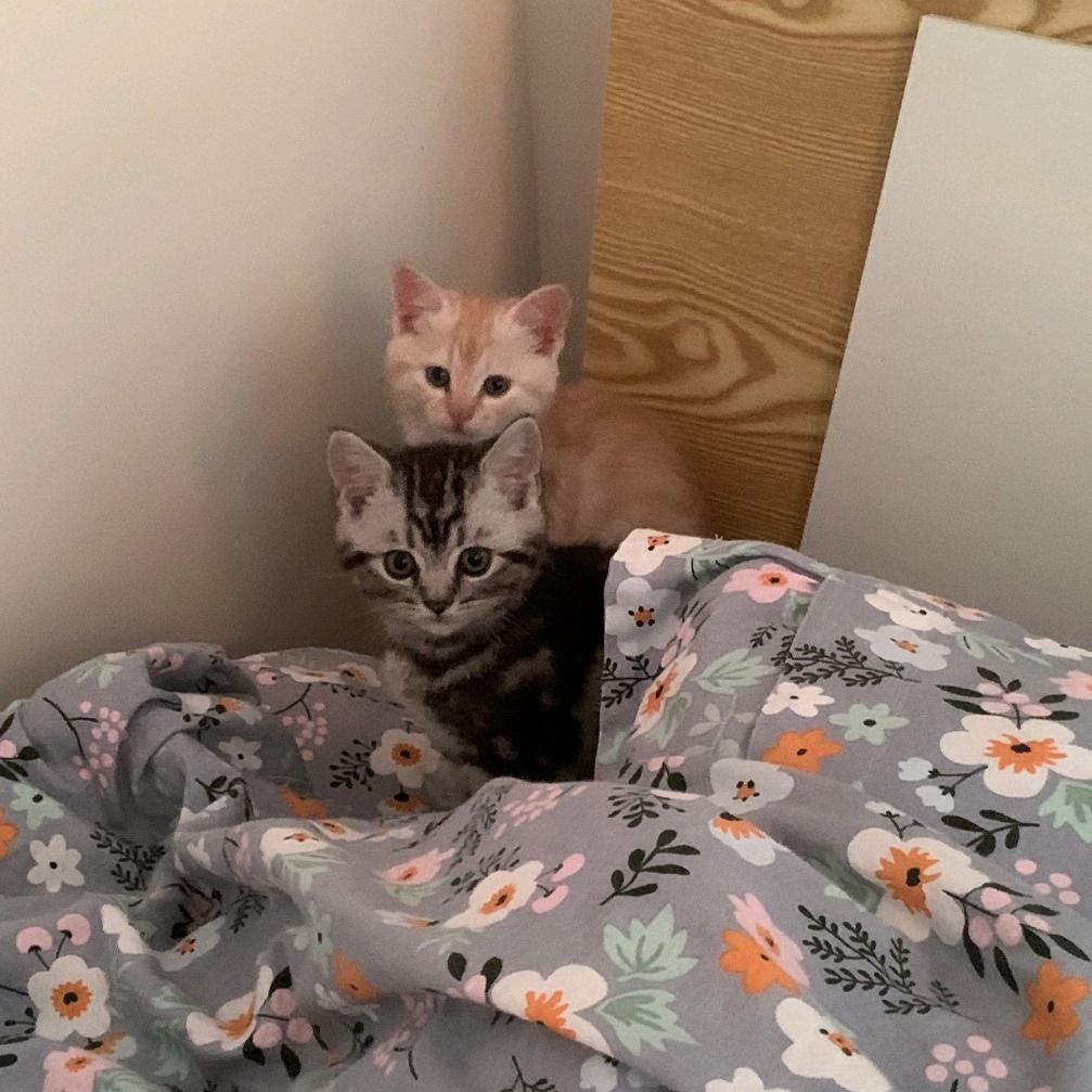 糊涂鄧（刷脂版）🤷‍♂️