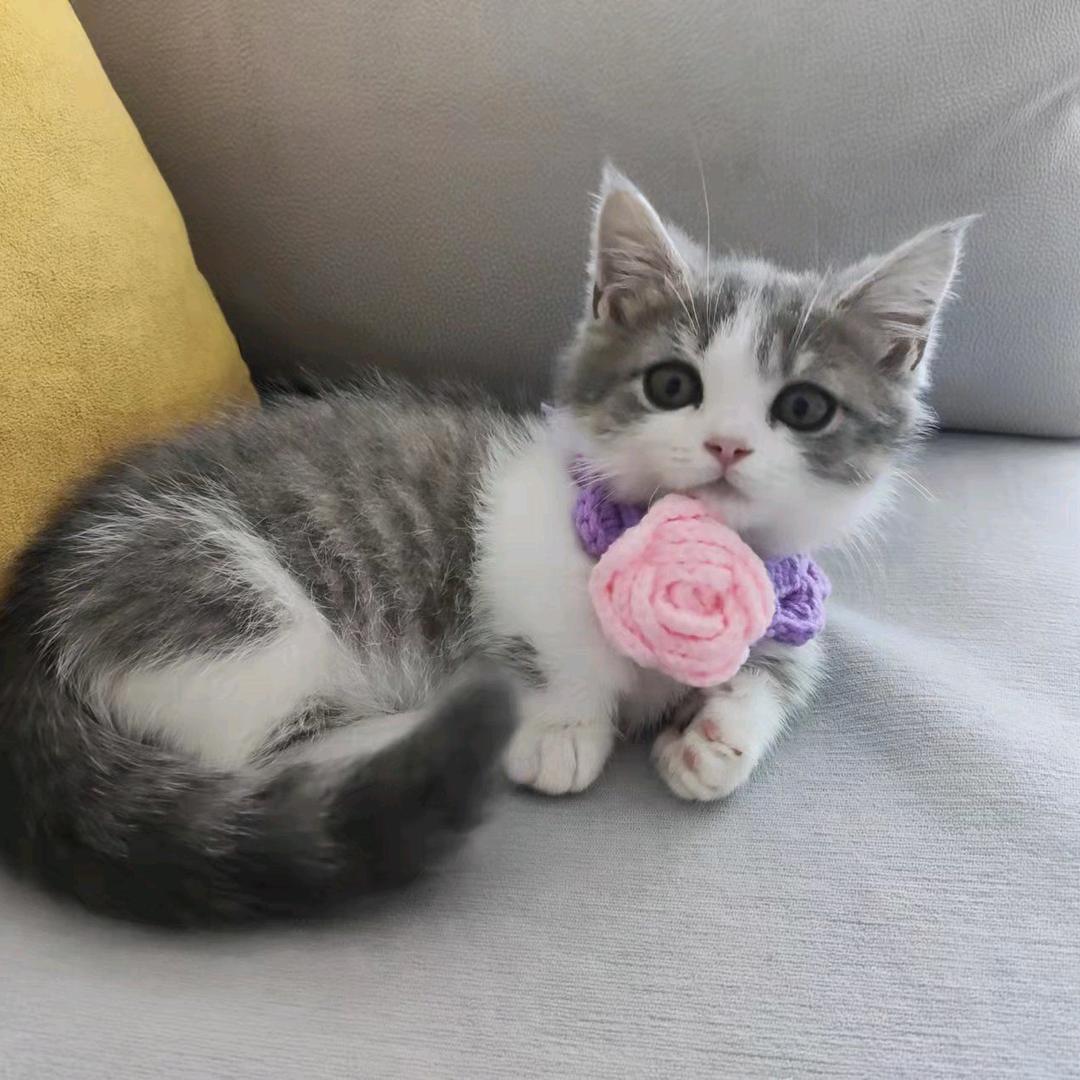 团圆是只短腿喵🐱