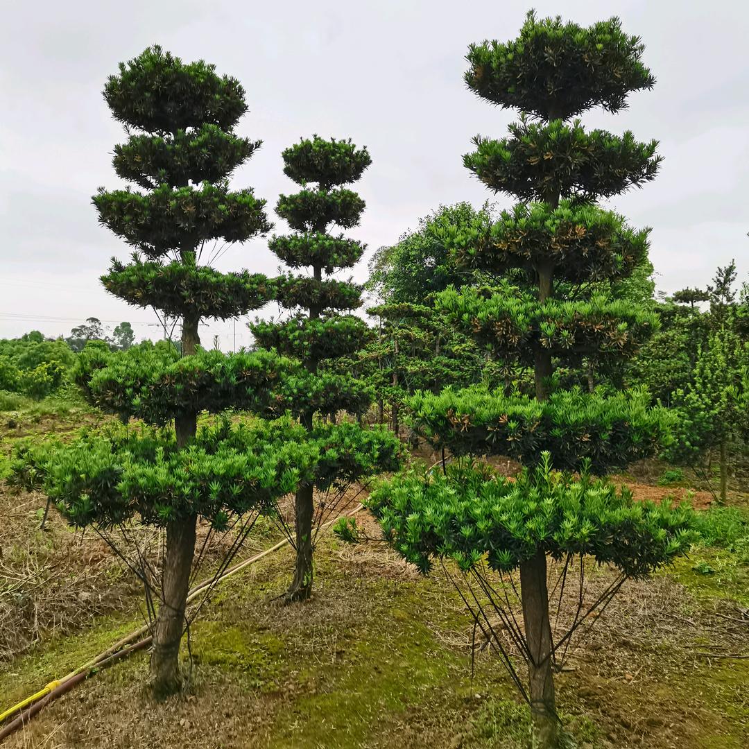 玉惠苗木园艺盆景