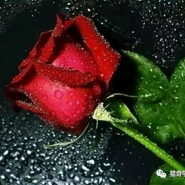 🌹带刺的玫瑰🌹