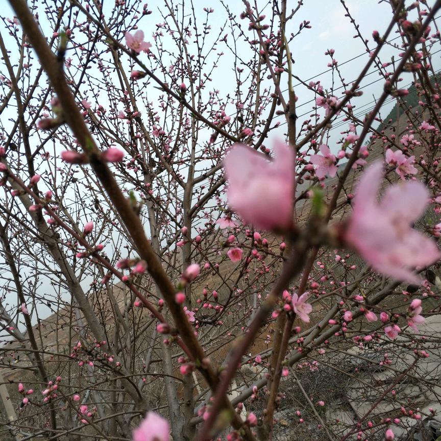 A 冬去春来