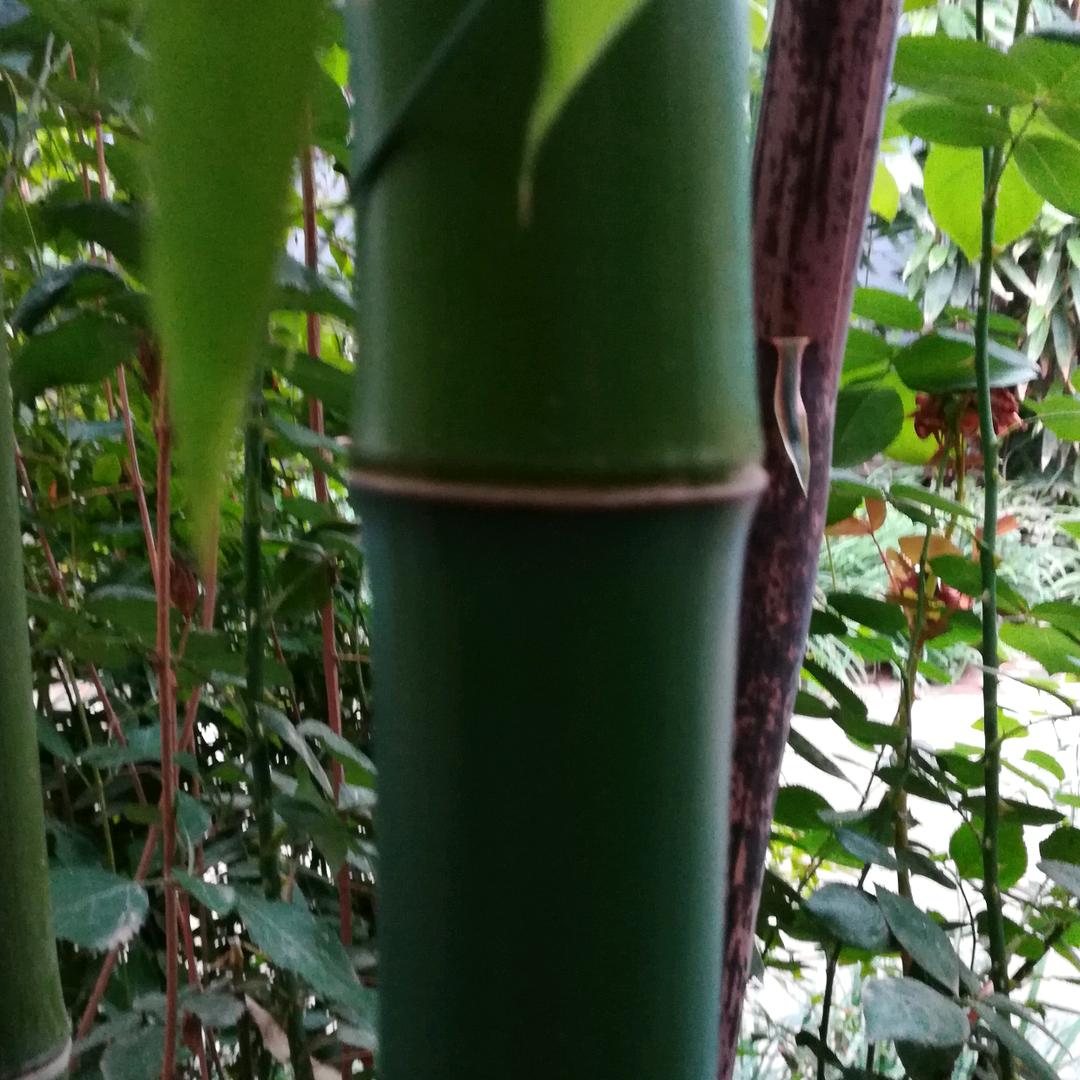 非洲小孩