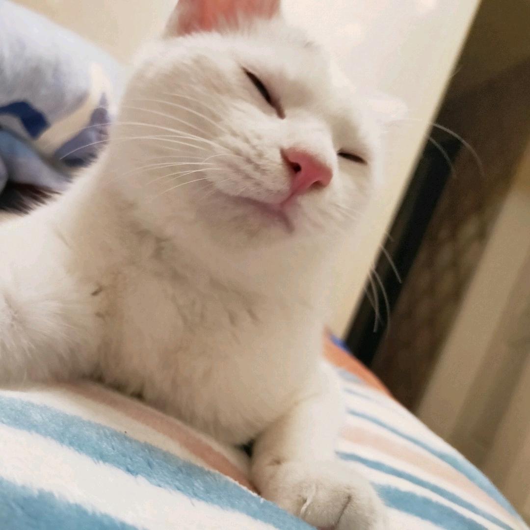 不痛
