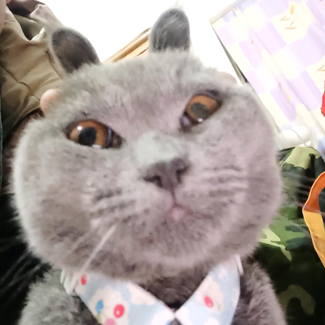 猫溪巴