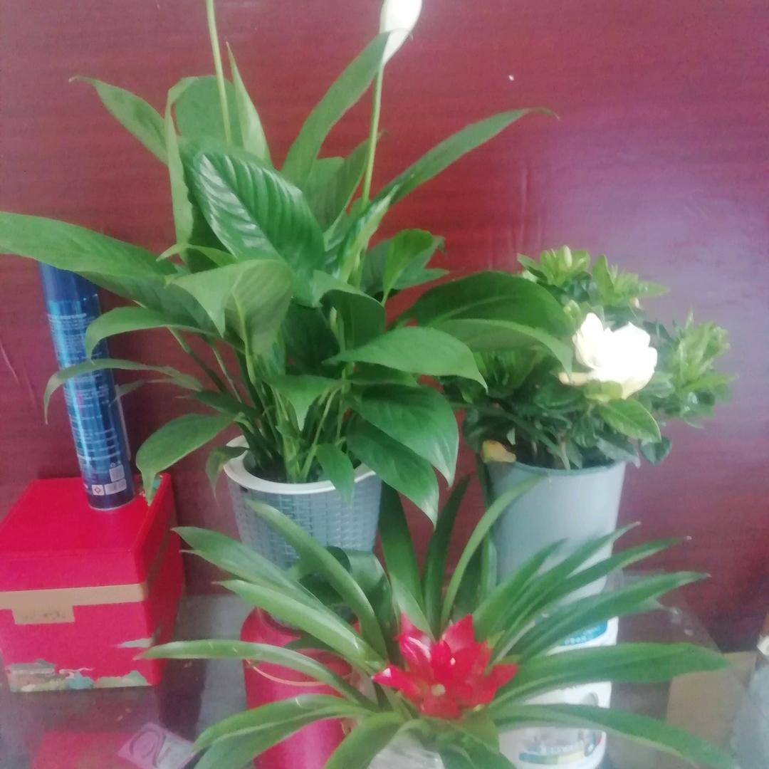 风清云淡