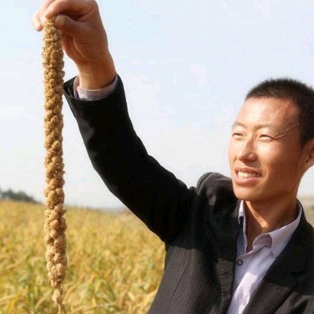 兰花花王治慧